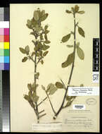 Image de Frangula californica subsp. tomentella (Benth.) J. T. Kartesz & K. N. Gandhi