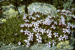 Image of moss campion