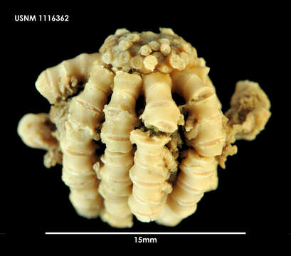 Image of Thaumatocrinus renovatus Carpenter 1884