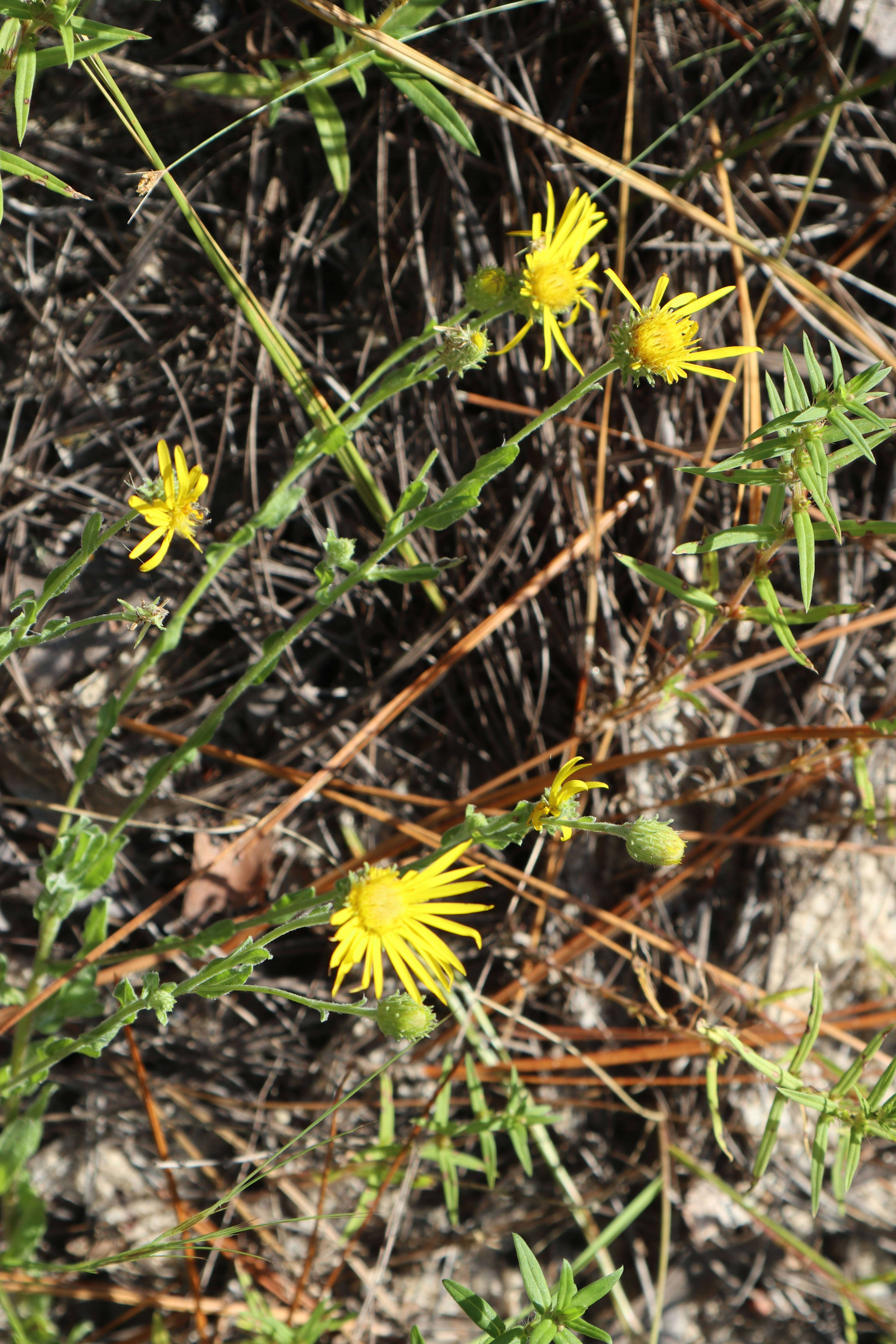 Image of Cottony Golden-Aster