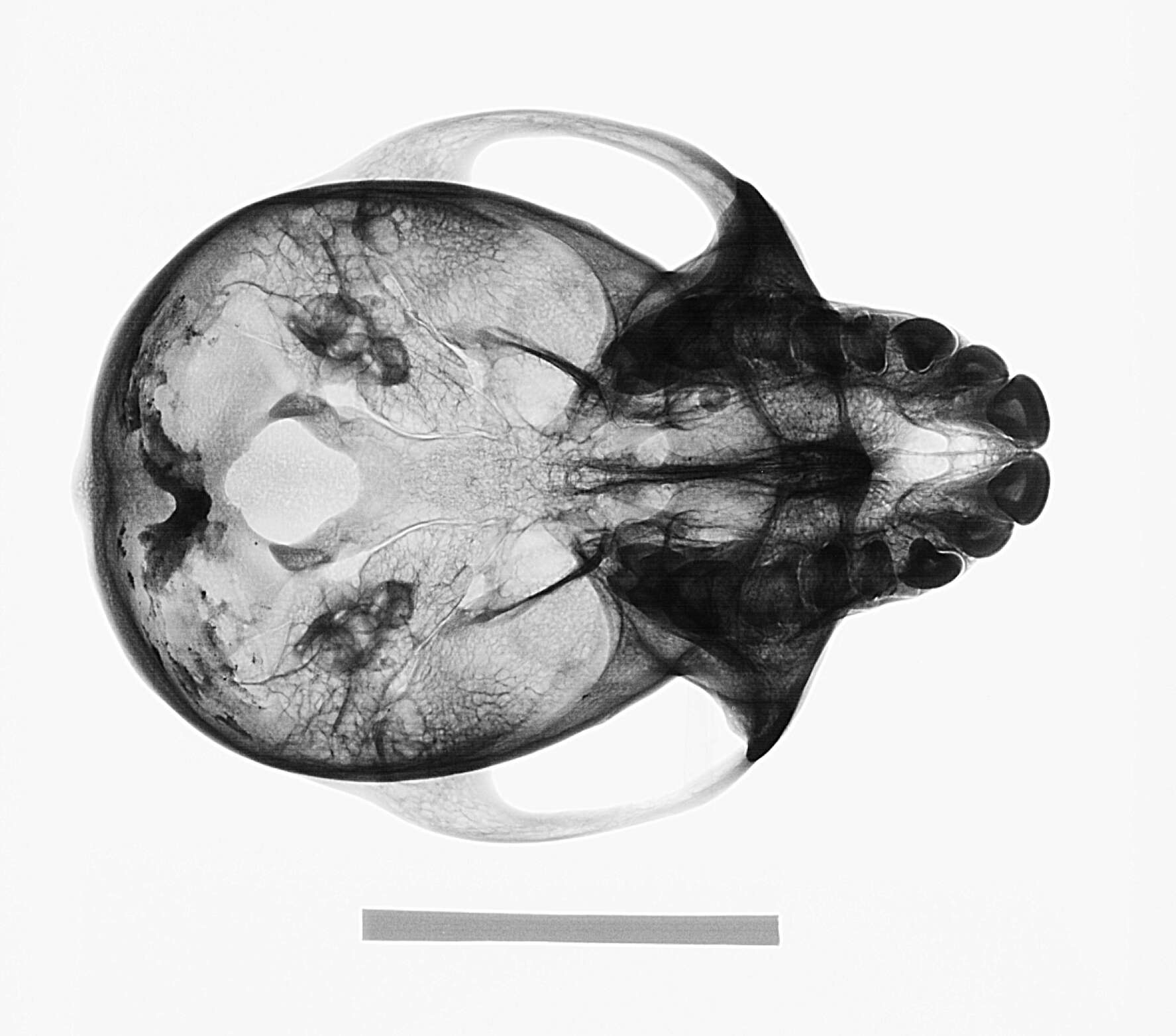 Image of Macaca fascicularis fascicularis (Raffles 1821)