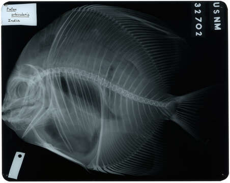 Image of Orbicular batfish