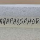 Image of Paraphosphorus hololeucus Linell 1896