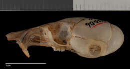 Image of Microdipodops pallidus pallidus Merriam 1901