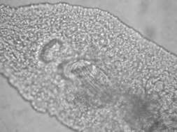 Image of Xenotoplana Ax, Weidemann & Ehlers 1978