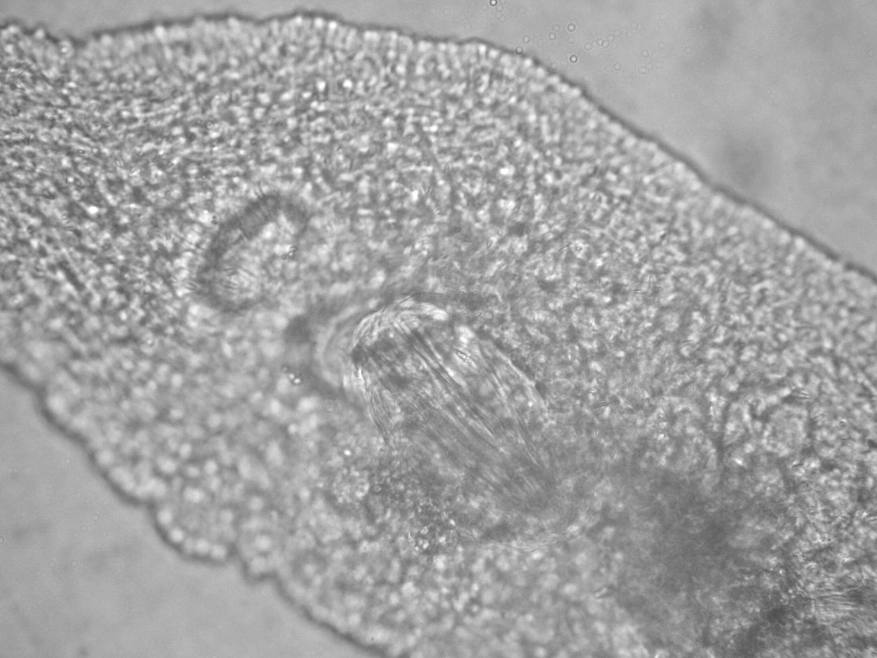 Image of Xenotoplana Ax, Weidemann & Ehlers 1978