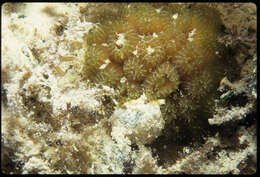 Image of Golfball Coral