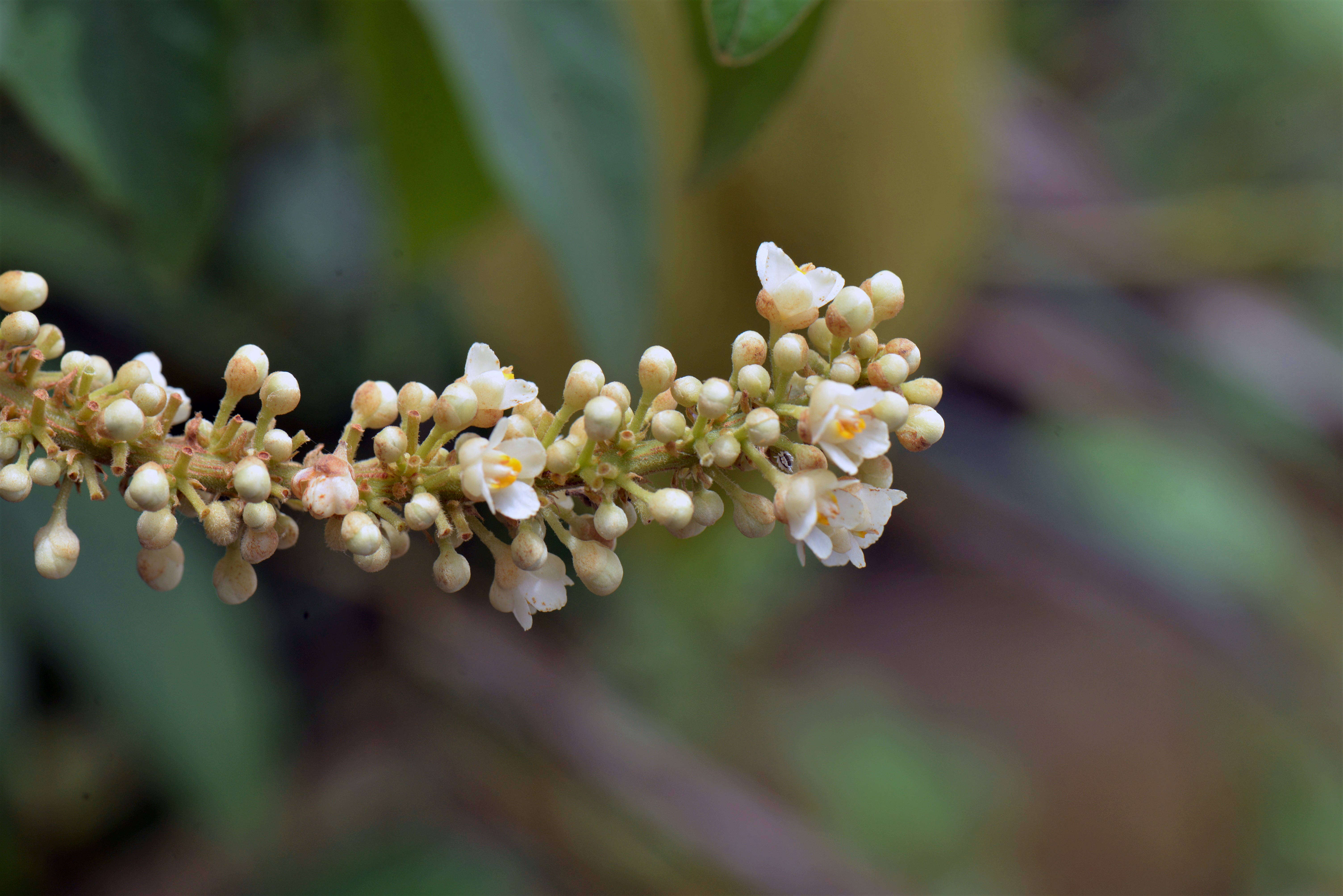 Imagem de Paullinia stellata L. Radlk.