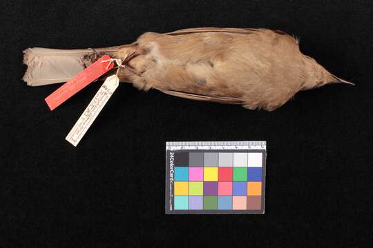 Image de Turdus plebejus differens (Nelson 1901)