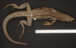 Image of Ameiva fuliginosa (Cope 1892)