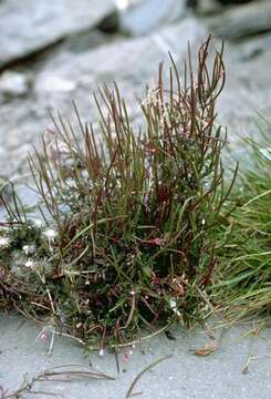 Image of Epilobium hohuanense S. S. Ying