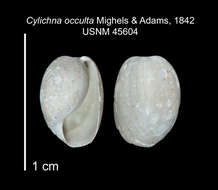 Image of Cylichnoides occultus (Mighels & C. B. Adams 1842)