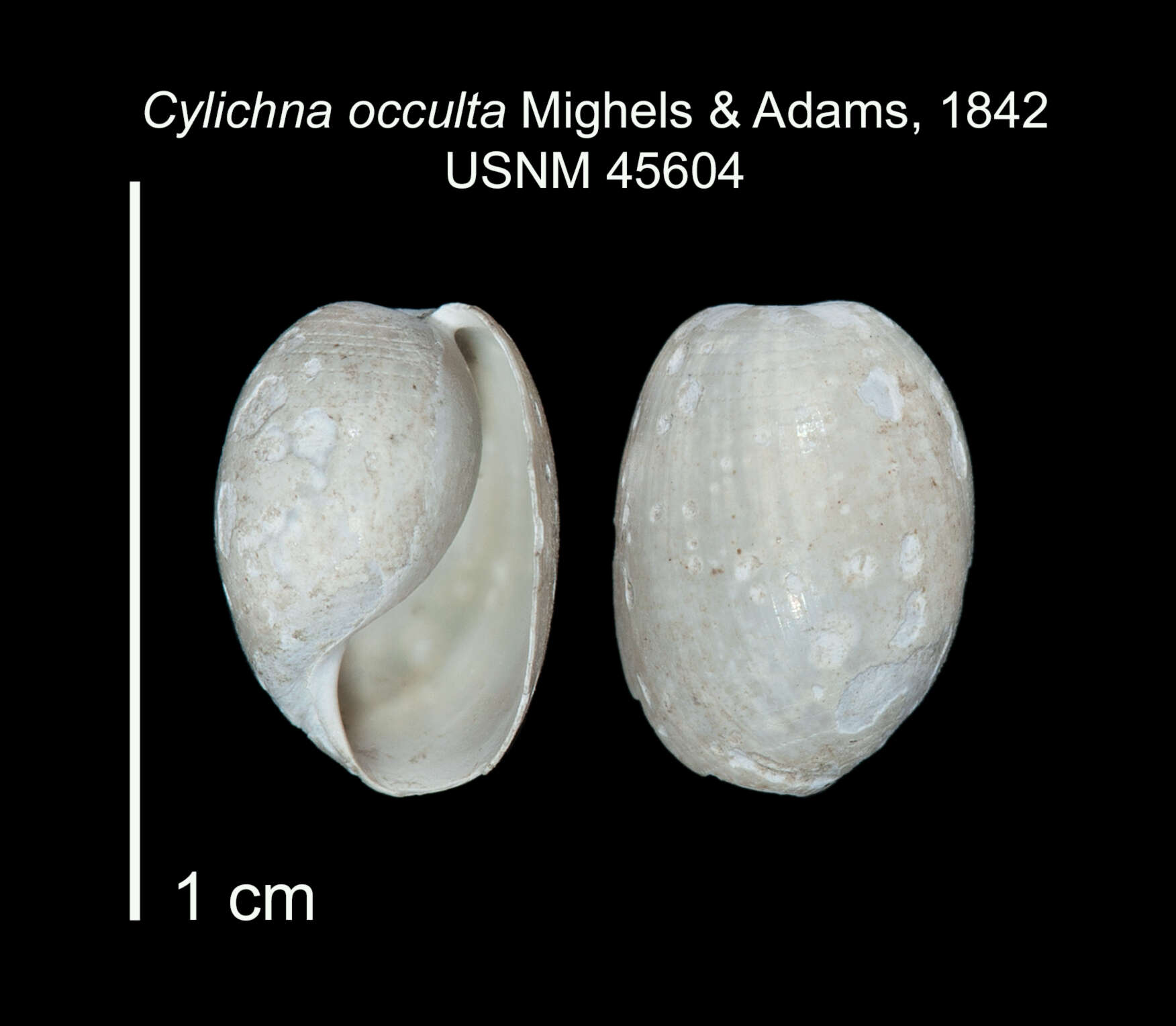 Image of Cylichnoides occultus (Mighels & C. B. Adams 1842)