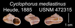 Image de <i>Cyclophorus mediastinus</i>