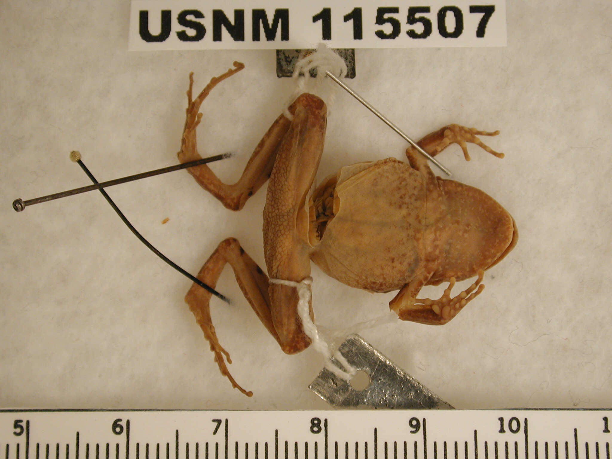 Image of Craugastor montanus (Taylor 1942)