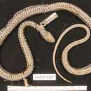 Image of Fronted Ground Snake