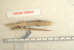 Image of Iphisa elegans soinii Dixon 1974