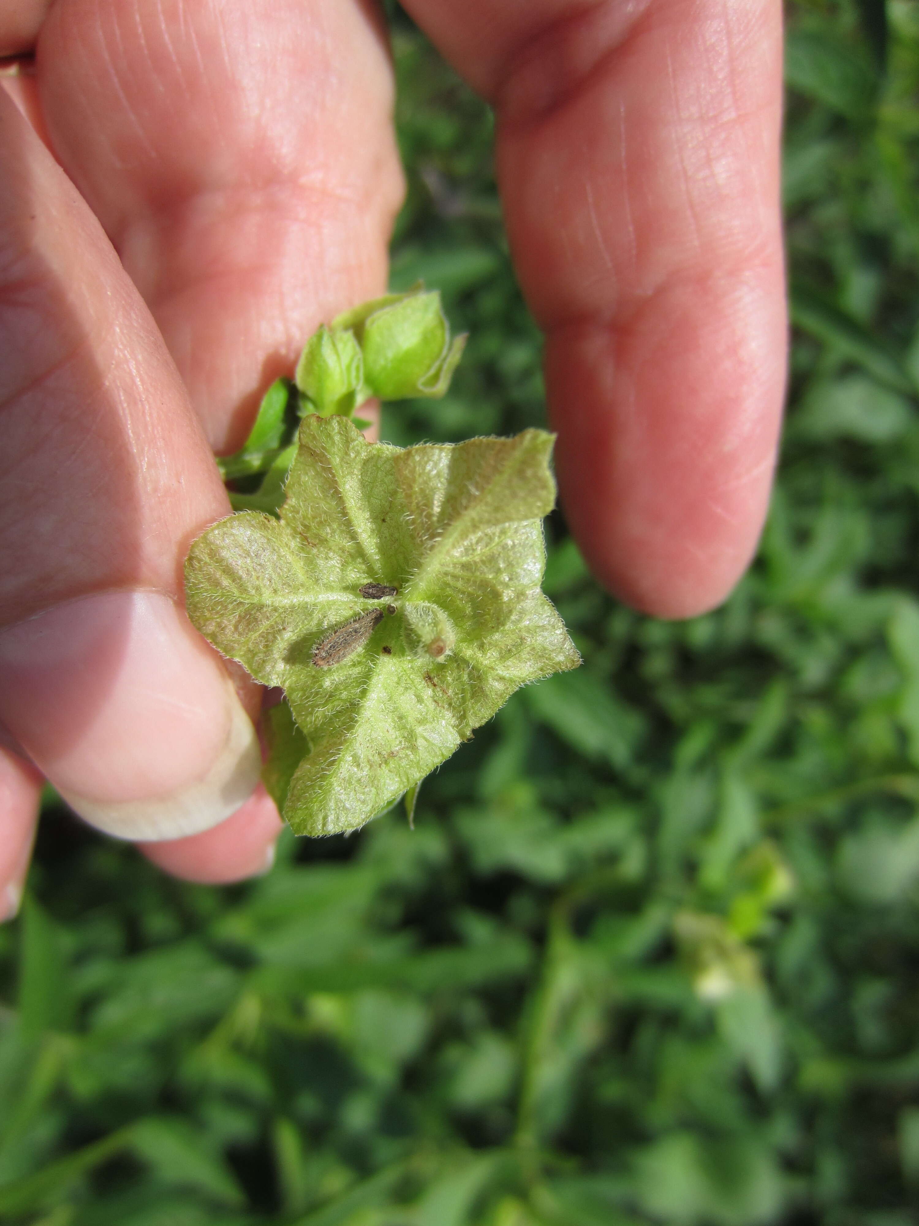 Image of Heart-Leaf Four-O'clock