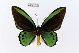 Image of Ornithoptera richmondia (Gray (1853))