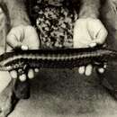 Image of Celestus anelpistus (Schwartz, Graham & Duval 1979)