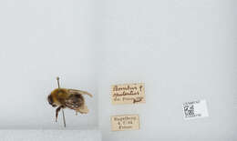 Image of Bombus gerstaeckeri Morawitz 1881