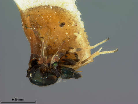 Image of Parasitoid wasp