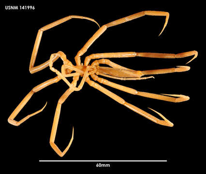 Image of Colossendeis tortipalpis Gordon 1932