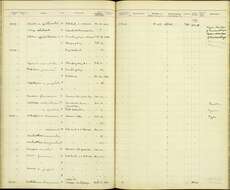 Image de <i>Terpsiphone paradisi borneensis</i>