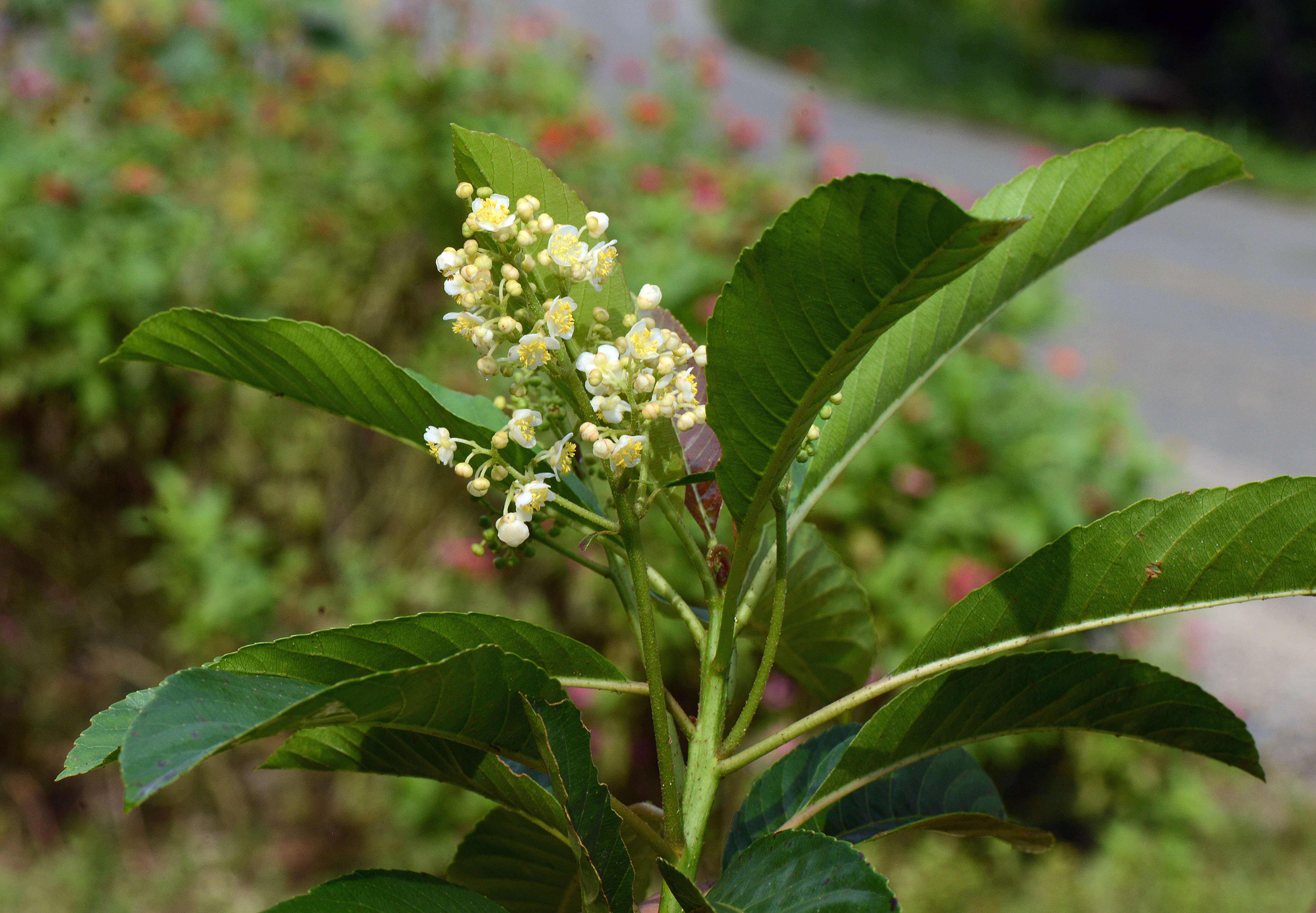 Image of Saurauia yasicae Loes.