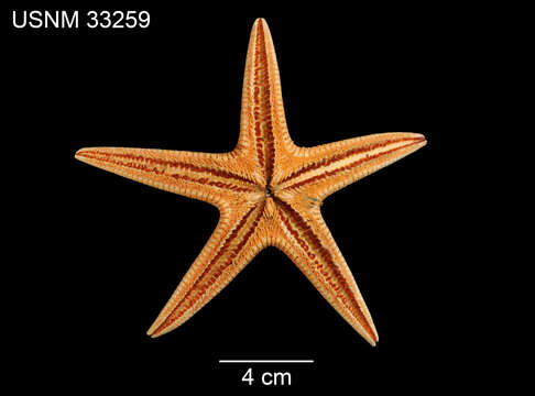 Image of Psilaster andromeda florae (Verrill 1878)