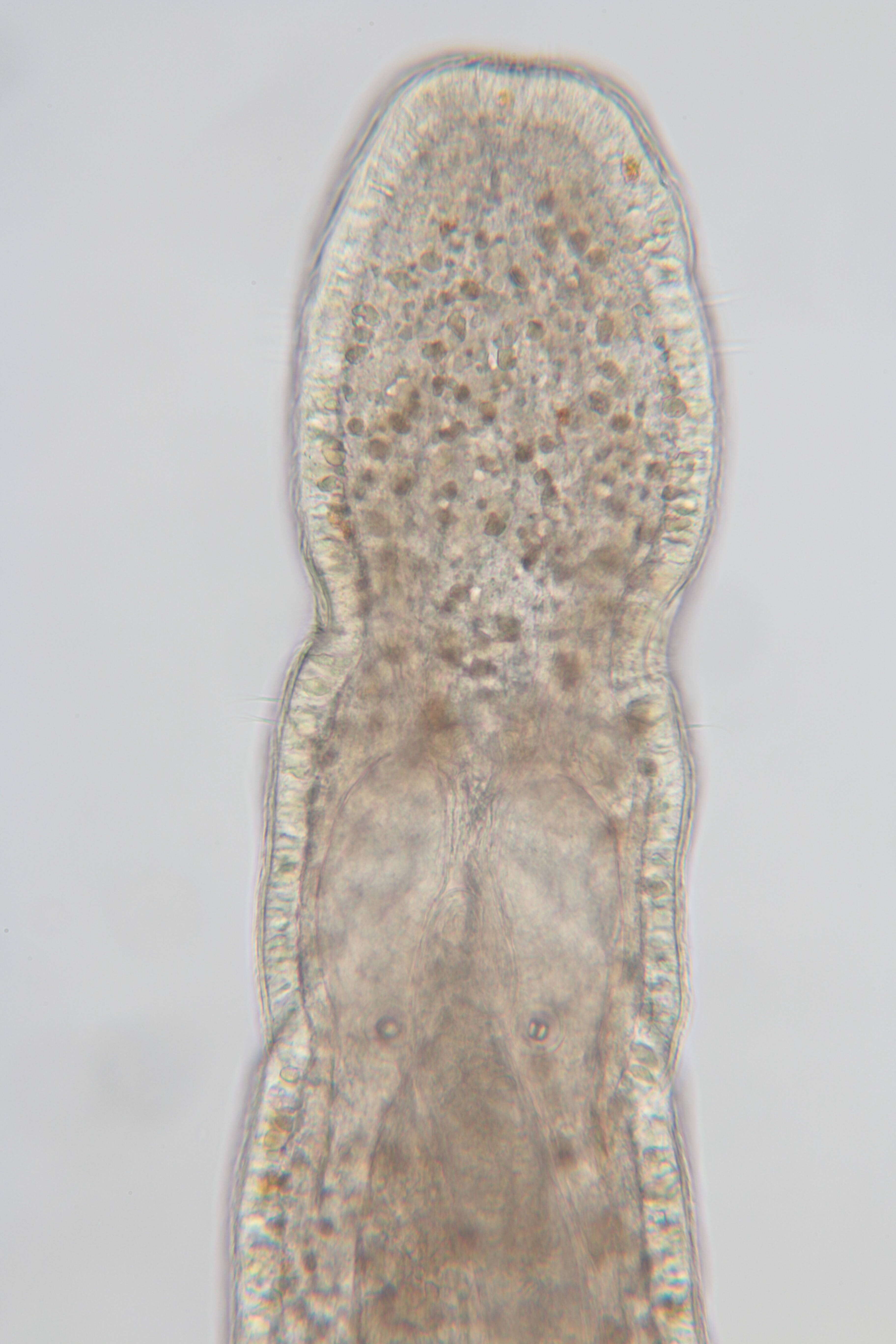 Image of Ototyphlonemertes (Duplex) duplex Bürger 1895