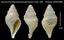 Sivun Cryptogemma polystephanus (Dall 1908) kuva