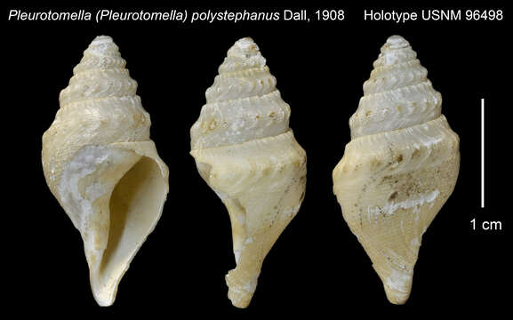 Sivun Cryptogemma polystephanus (Dall 1908) kuva