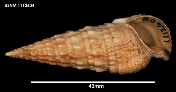 Image of Cerithioclava Olsson & Harbison 1953