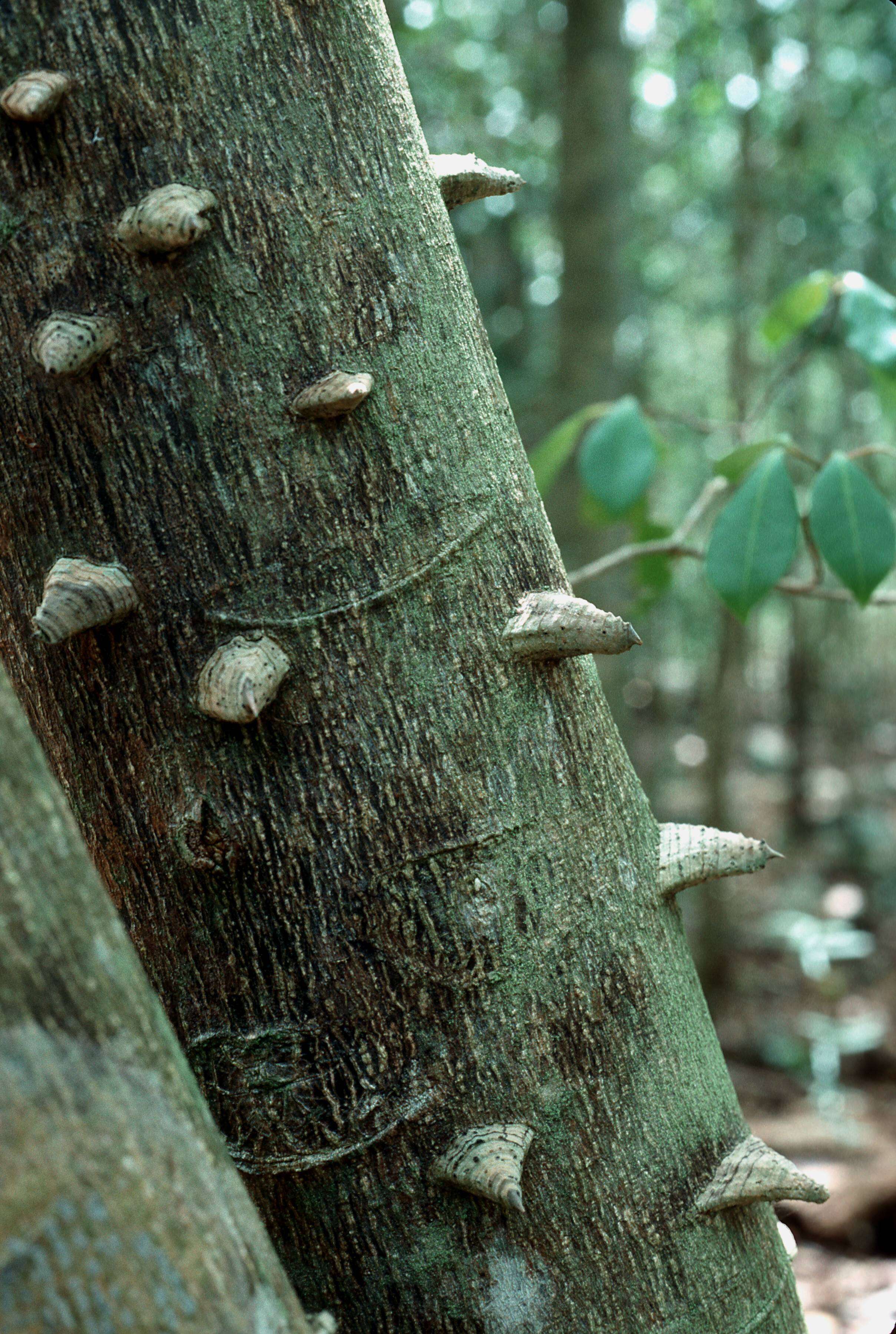 Image de Zanthoxylum martinicense (Lam.) DC.