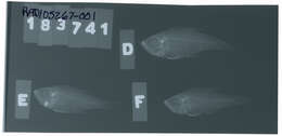 Image of Threadfin cardinalfish