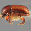 Image of Scolytodes peruana Wood 2007