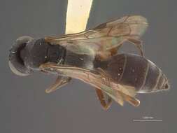 Image of Poecilagenia imitator (Ashmead 1959)