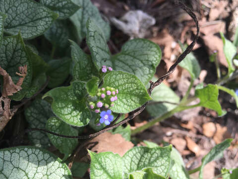 Image of Brunnera Stev.