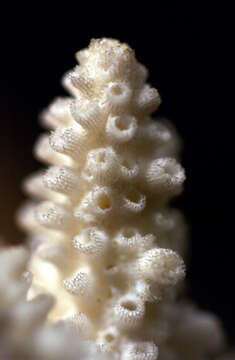 Image of Branch Coral