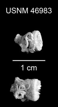 Image of Variable Cup Coral