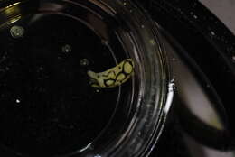 Image of Brown-ringed slug