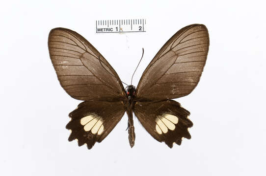 Image of Parides aeneas (Linnaeus 1758)