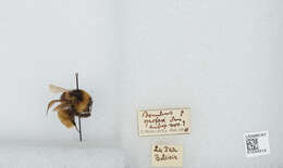 Image of Bombus opifex Smith 1879