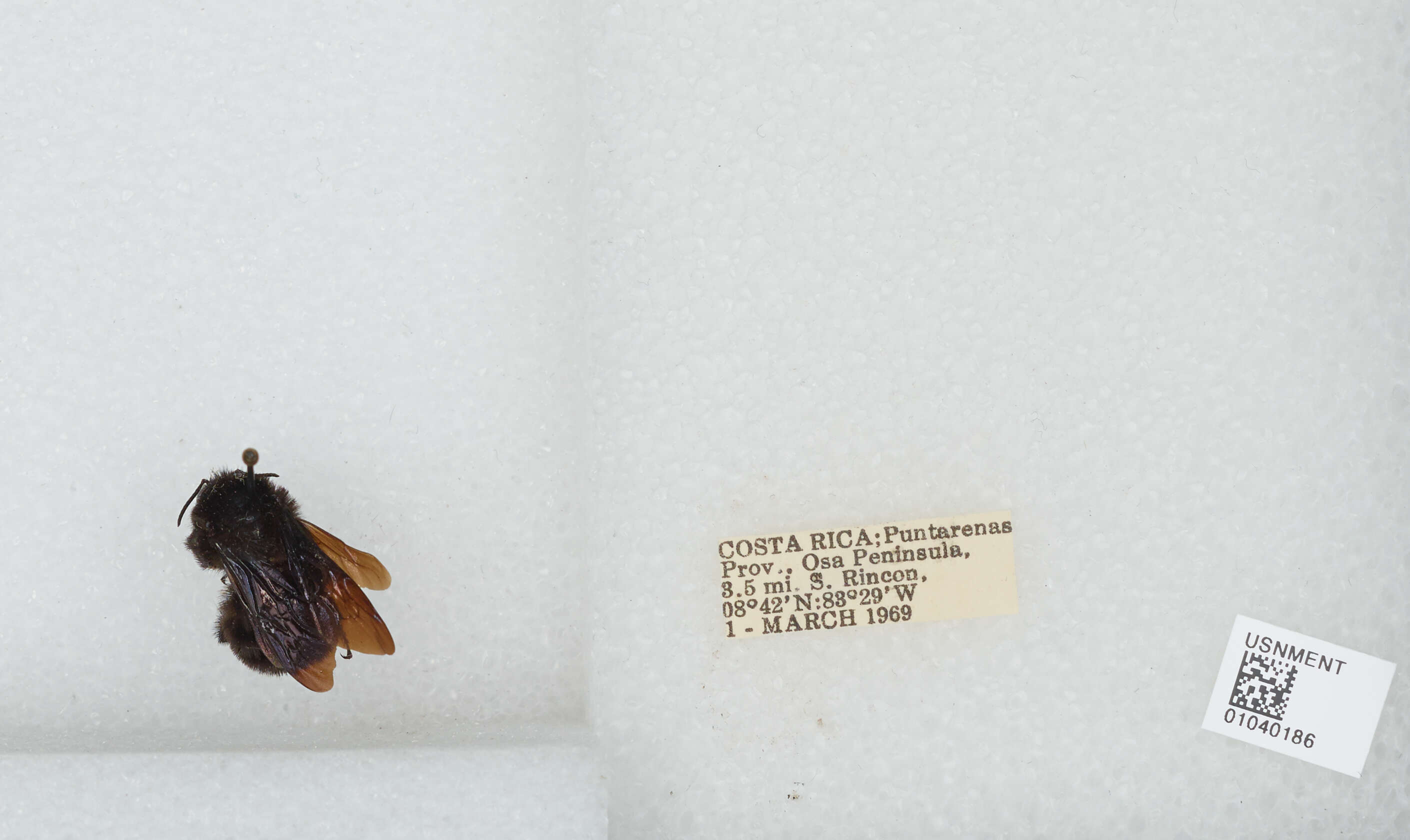 Image of Bombus pullatus Franklin 1913