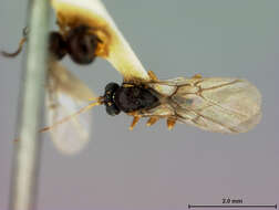 Image of Spathegaster