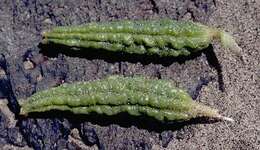 Imagem de Oenothera psammophila (A. Nels. & Macbr.) W. L. Wagner, R. E. Stockhouse & W. M. Klein