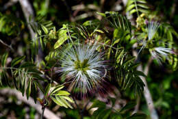 Image of Calliandra foliolosa Benth.