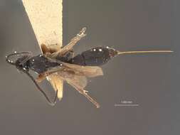 Image of Orgilus oregonensis Muesebeck 1970