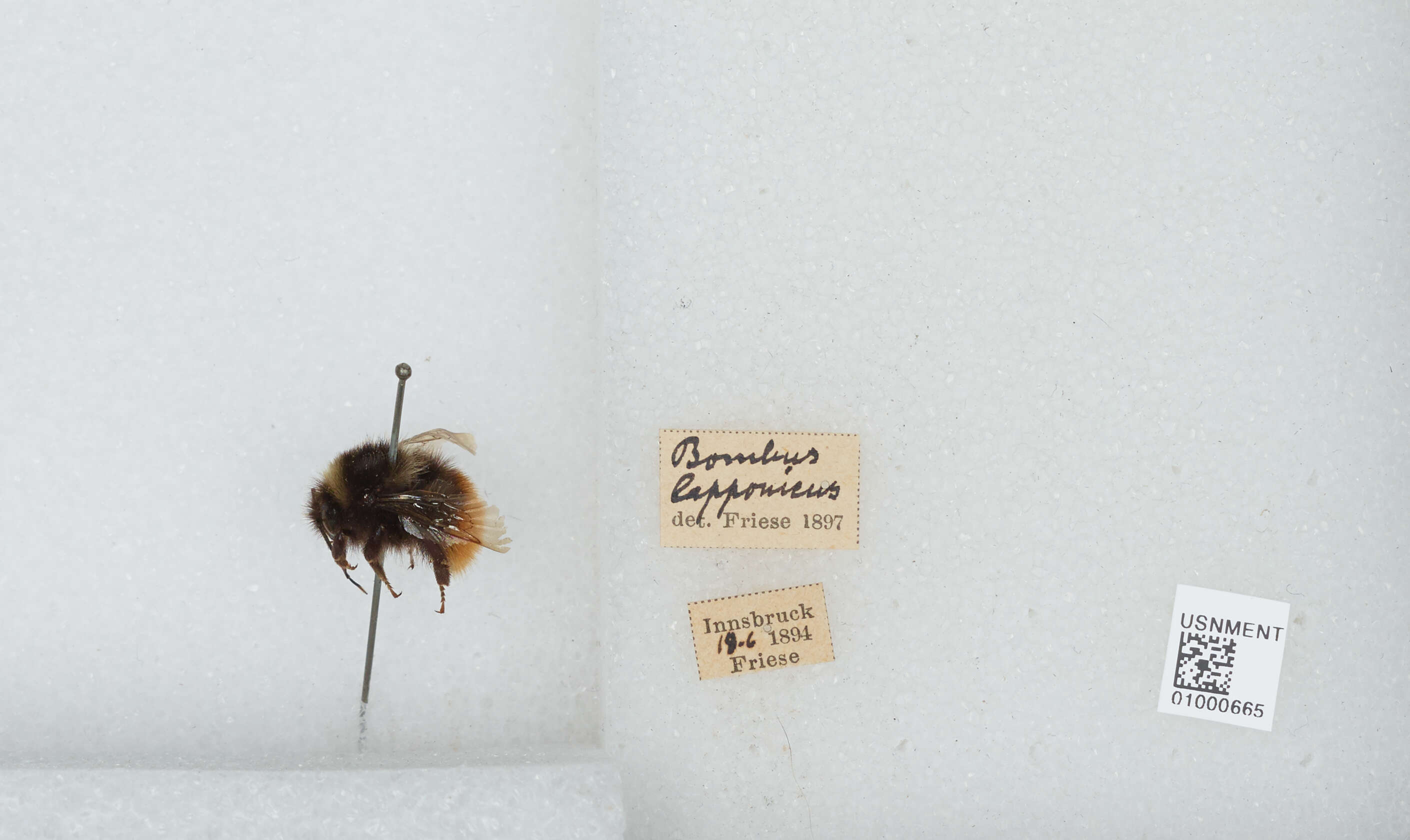 Слика од Bombus lapponicus lapponicus (Fabricius 1793)